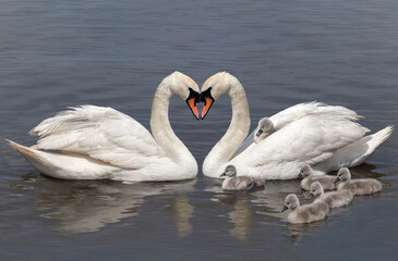 Swan family