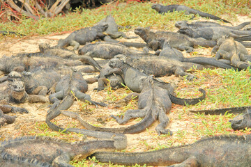 Sea iguana in the Galapagos