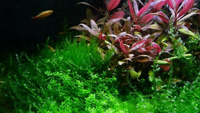 java moss produce oxygen air bubbles, planted iwagumi Amano style freshwater aquascape, blurred golden cloud mountain minnow fish, bright LED light, professional care for lush aquatic vegetation
