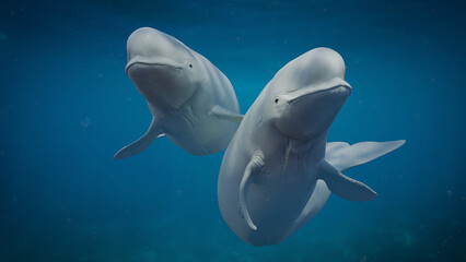 Beluga, white whale couple is swimming together © dottedyeti
