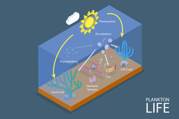 3D Isometric Flat Vector Conceptual Illustration of Plankton Life, Ocean Food Chain
