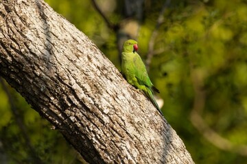 Pair of the rose-ringed parakeet (Psittacula krameri), also known as the ring-necked parakeet, is a medium-sized parrot. Beautiful colourful  parrot, cute parakeets perched on a branch. Alexandr Malý