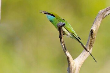 Vlha proměnlivá, Merops orientalis, Green bee-eater, sitting on the branch at Wilpattu park Sri Lanka, best light, detail portrait,