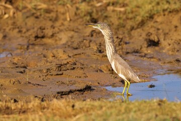 The Indian pond heron or paddybird (Ardeola grayii), Volavka Hnědohřbetá, Sri Lanka