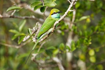 Vlha proměnlivá, Merops orientalis, Green bee-eater, sitting on the branch at Wilpattu park Sri Lanka, best light, detail portrait,