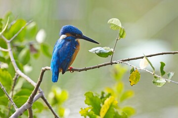 The common kingfisher (Alcedo atthis), ledňáček říční also known as the Eurasian kingfisher sitting on a branch catching fish.