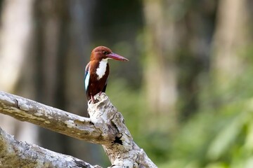 White-throated Kingfisher, Halcyon smyrnensis, ledňáček hnědohlavý, on the branch, also known as the white-breasted kingfisher, tree kingfisher,  Wilpattu Sri lanka, super light.