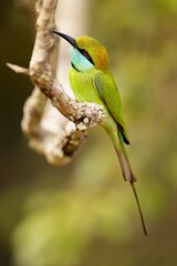 Vlha proměnlivá, Merops orientalis, Green bee-eater, sitting on the branch at Wilpattu park Sri Lanka, best light, detail portrait,