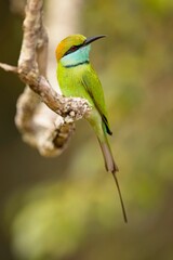 Vlha proměnlivá, Merops orientalis, Green bee-eater, sitting on the branch at Wilpattu park Sri Lanka, best light, detail portrait,