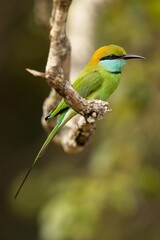 Vlha proměnlivá, Merops orientalis, Green bee-eater, sitting on the branch at Wilpattu park Sri Lanka, best light, detail portrait,