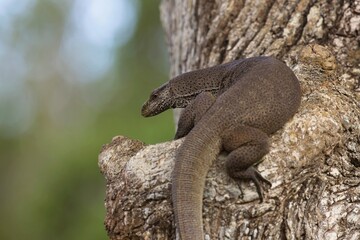 Bengal monitor (Varanus bengalensis) or common Indian monitor, is a monitor lizard found widely distributed over the Indian Subcontinent, as well as parts of Southeast Asia and West Asia. Close up.