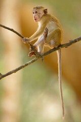 Baby of  Toque Macaque, (Macaca sinica), makak bandar,  is a reddish-brown-coloured Old World...
