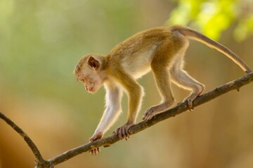 Baby of  Toque Macaque, (Macaca sinica), makak bandar,  is a reddish-brown-coloured Old World...