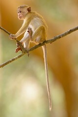 Baby of  Toque Macaque, (Macaca sinica), makak bandar,  is a reddish-brown-coloured Old World monkey endemic to Sri Lanka, where it is known as the rilewa.