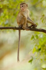 Baby of  Toque Macaque, (Macaca sinica), makak bandar,  is a reddish-brown-coloured Old World...