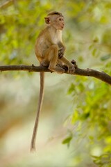 Naklejka na ściany i meble Baby of Toque Macaque, (Macaca sinica), makak bandar, is a reddish-brown-coloured Old World monkey endemic to Sri Lanka, where it is known as the rilewa.