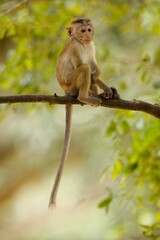 Baby of  Toque Macaque, (Macaca sinica), makak bandar,  is a reddish-brown-coloured Old World...