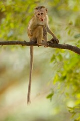 Baby of  Toque Macaque, (Macaca sinica), makak bandar,  is a reddish-brown-coloured Old World monkey endemic to Sri Lanka, where it is known as the rilewa.