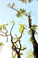Tree limbs in the sky