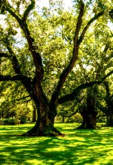 Tree of Life canopy
