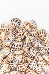 set of clam mollusc shells isolated on white background