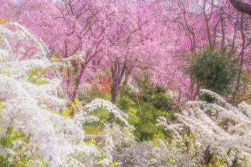 京都　原谷苑の桜