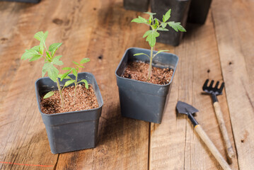 Seedlings grown in pots are ready for planting in the ground. Close-up, selective focus, space for text.