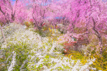 京都　原谷苑の桜