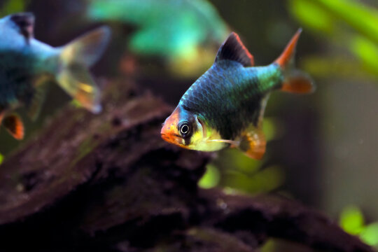 Green Tiger Barb freshwater fish - (Puntigrus tetrazona)