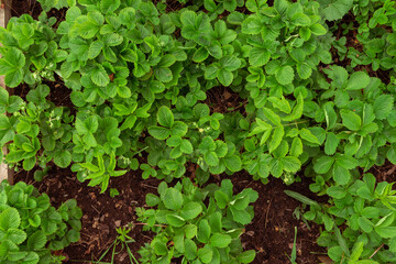 top view strawberry haulm planted in open ground on a bright sunny day