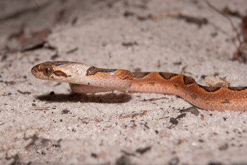 Leptodeira annulata - Jararaca olho de gato
