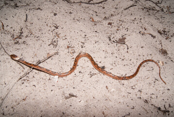 Leptodeira annulata - Jararaca olho de gato