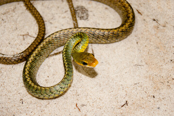 Chironius exoletus - Cobra-cipó