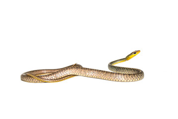 Chironius exoletus - Cobra-cip&oacute;