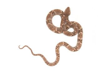 Bothrops leucurus - jararaca de praia
