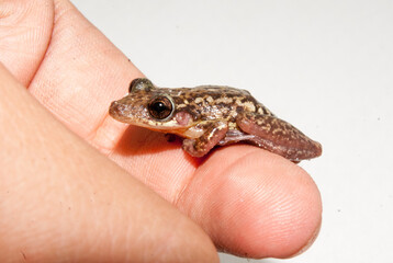 Perereca - Scinax cf. eurydice ou auratus