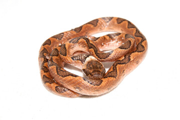 Leptodeira annulata - Jararaca olho de gato