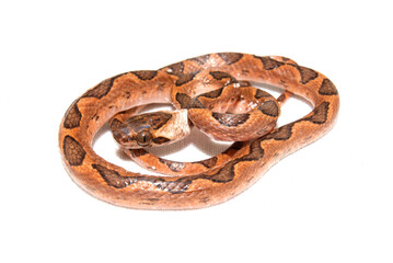 Fototapeta premium Leptodeira annulata - Jararaca olho de gato