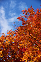 モミジの紅葉と青空
