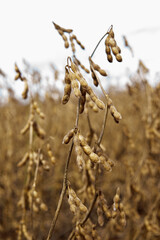 Soybean plantation and soybean seeds almost ready to harvest
