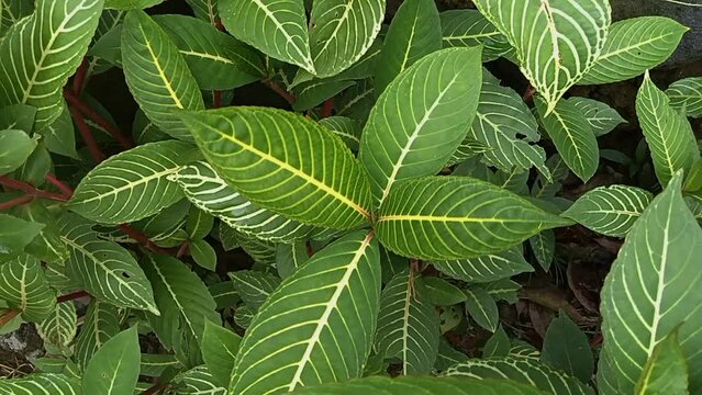 Closeup view of sanchezia plant leaves, beautiful ornamental plant for garden or houseplant
