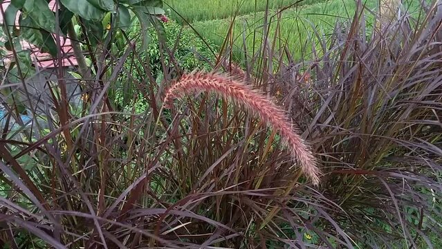 Crimson purple fountain grass or cenchrus setaceus growing on a field outdoors. Closeup of buffelgrass from the poaceae species blooming and blossoming in a nature reserve
