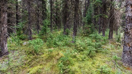 Surrounded by old trees, younger growth begins to spread in the open area of the forest on the Panaorma Ridge Route at Consolation Lakes in Lake Louis, AB, Canada