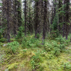 Surrounded by old trees, younger growth begins to spread in the open area of the forest on the Panaorma Ridge Route at Consolation Lakes in Lake Louis, AB, Canada