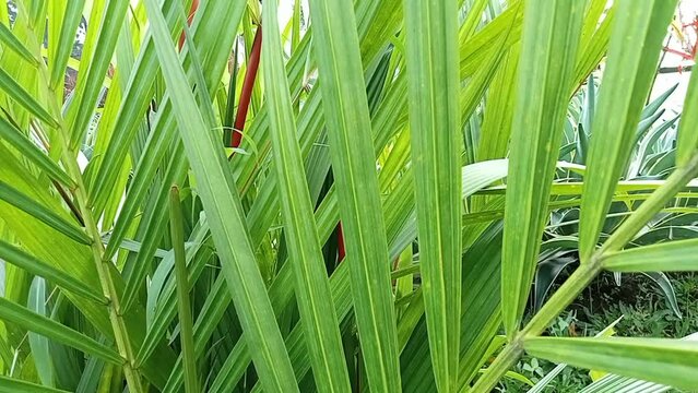 Phormium in the garden. Decorative grass
