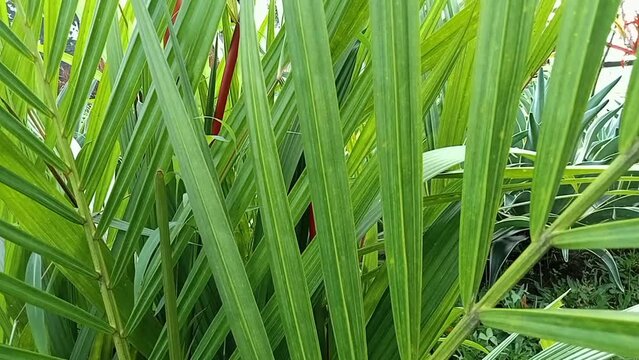 Phormium in the garden. Decorative grass
