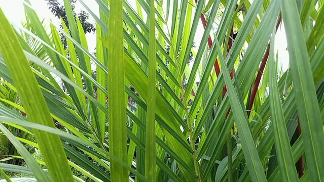 Phormium in the garden. Decorative grass
