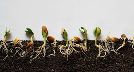 The process of seed germination in the soil on a cut isolated on a white background.The concept of agriculture,growing vegetables,ecology and the environment.