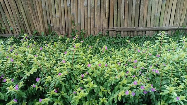 Moneywort, Lysimachia nummularia, Goldilocks plants and yellow flowers lie on sundstone in the garden
