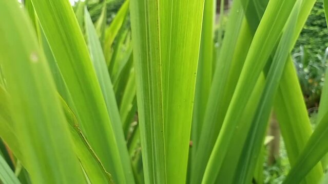 Phormium in the garden. Decorative grass

